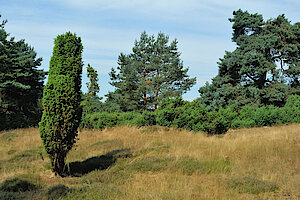 Wacholderheide