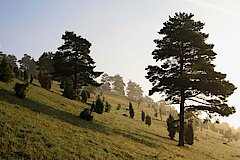 Der Halsberg bei Mechernich © Detlef Ruep