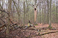 Stehendes Totholz in der Naturwaldzelle Probstforst © Biologische Station Bonn / Rhein-Erft