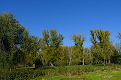 Grünland und Einzelbäume im Herbstlicht © Biologische Station Bonn / Rhein-Erft