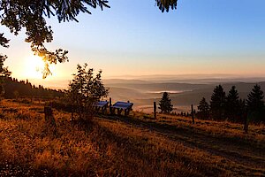 Kalied im Sonnenaufgang