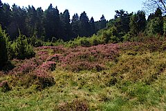 Wacholderheide im NSG Gambach © Michael Gertz