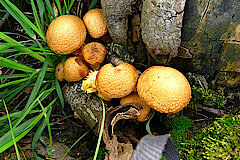 Goldfellschüppling © NABU Naturschutzstation Münsterland e.V.