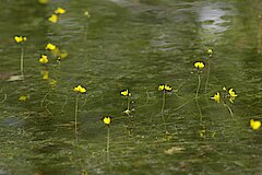 Kleiner Wasserschlauch © Biologische Station Steinfurt e.V.