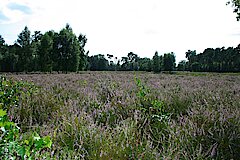 Blütezeit in der Heide © Birgit Königs