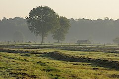 Feuchtwiesenmahd in der Düsterdieker Niederung © Biologische Station Steinfurt e.V.