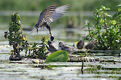 Trauerseeschwalbe bei der Kükenfütterung © A. Vossmeyer