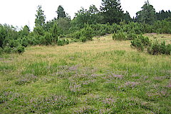 Wacholderheide © Biologische Station Oberberg