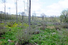 Niederwaldbewirtschaftung - Traditionelle Siegerländer Haubergsnutzung © Michael Gertz