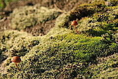 Pilze im Moos © Regionalforstamt Siegen-Wittgenstein