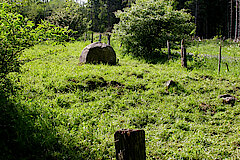 Magerweide Höppcheshain © Ursula Siebel