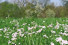 Frühjahrsblüte von Wiesen-Schaumkraut und Weiden © Biologische Station Bonn / Rhein-Erft