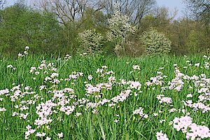 Frühjahrsblüte von Wiesen-Schaumkraut und Weiden