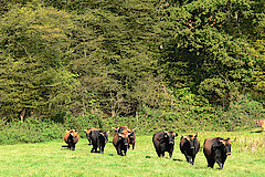 Auerochsen Herde © Kreis Mettmann