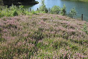 Blühende Heide an der Ronsdorfer Talsperre