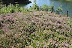 Blühende Heide an der Ronsdorfer Talsperre © Biologische Station Mittlere Wupper