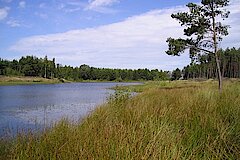 Kiefernsee © Lars Delling