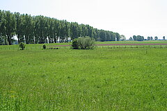 Zonser Grind (3) © Haus der Natur, Biologische Station im Rhein-Kreis Neuss e.V.