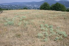 Trockenrasen © Biologische Station Bonn / Rhein-Erft