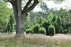 In der Heide © NABU-Naturschutzstation