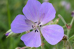 Selten gewordene Wiesenblume: der Wiesen-Storchschnabel © Biologische Station Bonn / Rhein-Erft