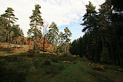 Lebensraum für das Haselhuhn © Regionalforstamt Siegen-Wittgenstein