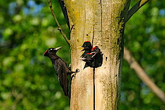 Familie Schwarzspecht © Hans Georg Wende