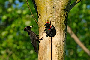 Familie Schwarzspecht