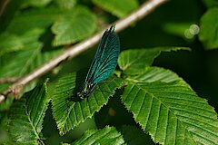 Prachtlibelle am Eifgenbach © Biostation-Rhein-Berg