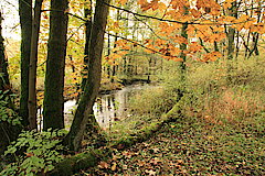 Herbst an der Sieg © Regionalforstamt Siegen-Wittgenstein