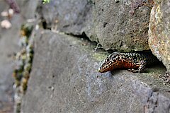 In alten Weinbergsmauern lebt die Mauereidechse © Klaus Weddeling