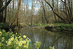 Bruchaue bei Nümbrecht © Biologische Station Oberberg