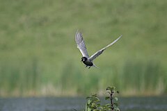 Trauerseeschwalbe im Flug © A. Vossmeyer