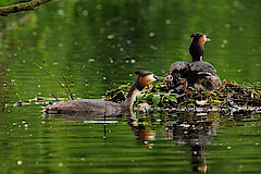 Haubentaucher © Hans Georg Wende