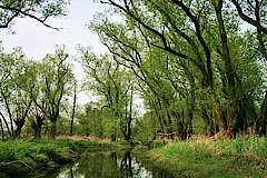 Flutmulde und Atlwasser in der Saarner Aue © Corinne Buch