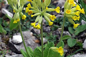 Echte Schlüsselblume