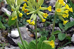 Echte Schlüsselblume © Biologische Station Kreis Steinfurt e.V.