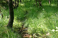 Bachlauf im Ebbegebirge © Naturschutzzentrum Märkischer Kreis e.V.