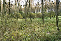 Stillgewässer © Haus der Natur, Biologische Station im Rhein-Kreis Neuss e.V.