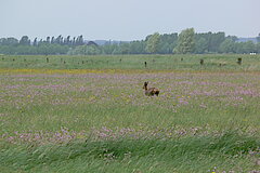 Hetterwiesen © Dietrich Cerff