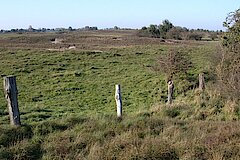 Wisseler Dünen © Naturschutzzentrum im Kreis Kleve