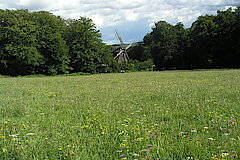 Ochsenheide mit Blick auf Bockwindmühle des Bauernhausmuseums © Biologische Station Gütersloh-Bielefeld