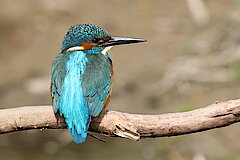 Eisvogel © Margret Bunzel-Drüke