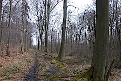 Allee aus alten Eichen II © Biologische Station Bonn / Rhein-Erft