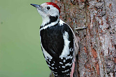 Mittelspecht © NABU-Naturschutzstation Münsterland