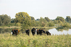 Taurusrinder weiden ganzjährig in der Lippeaue und gestalten die Landschaft. © ABU Soest