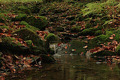 Naturnaher Bachlauf © Regionalforstamt Siegen-Wittgenstein