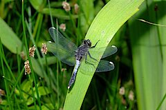 Zierliche Moosjungfer © Jochen Rodenkirchen