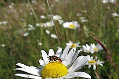 Die Margarite ist in artenreichen Wiesen und Weiden noch zu finden © Biologische Station im RSK