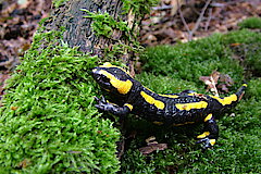 Feuersalamander © NABU Naturschutzstation Münsterland e.V.